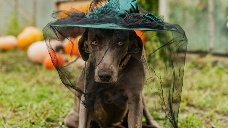 halloween-cane-passeggiata-1080x1920